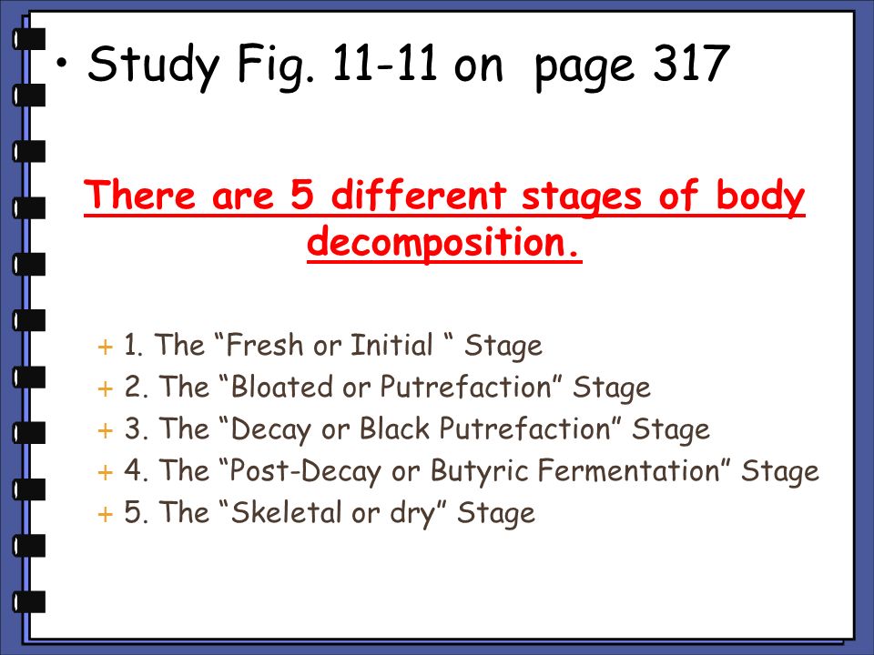 The different stages of decomposition